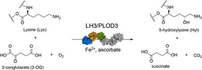 A Fe2+-dependent self-inhibited state influences the druggability of human collagen lysyl hydroxylase (LH/PLOD) enzymes